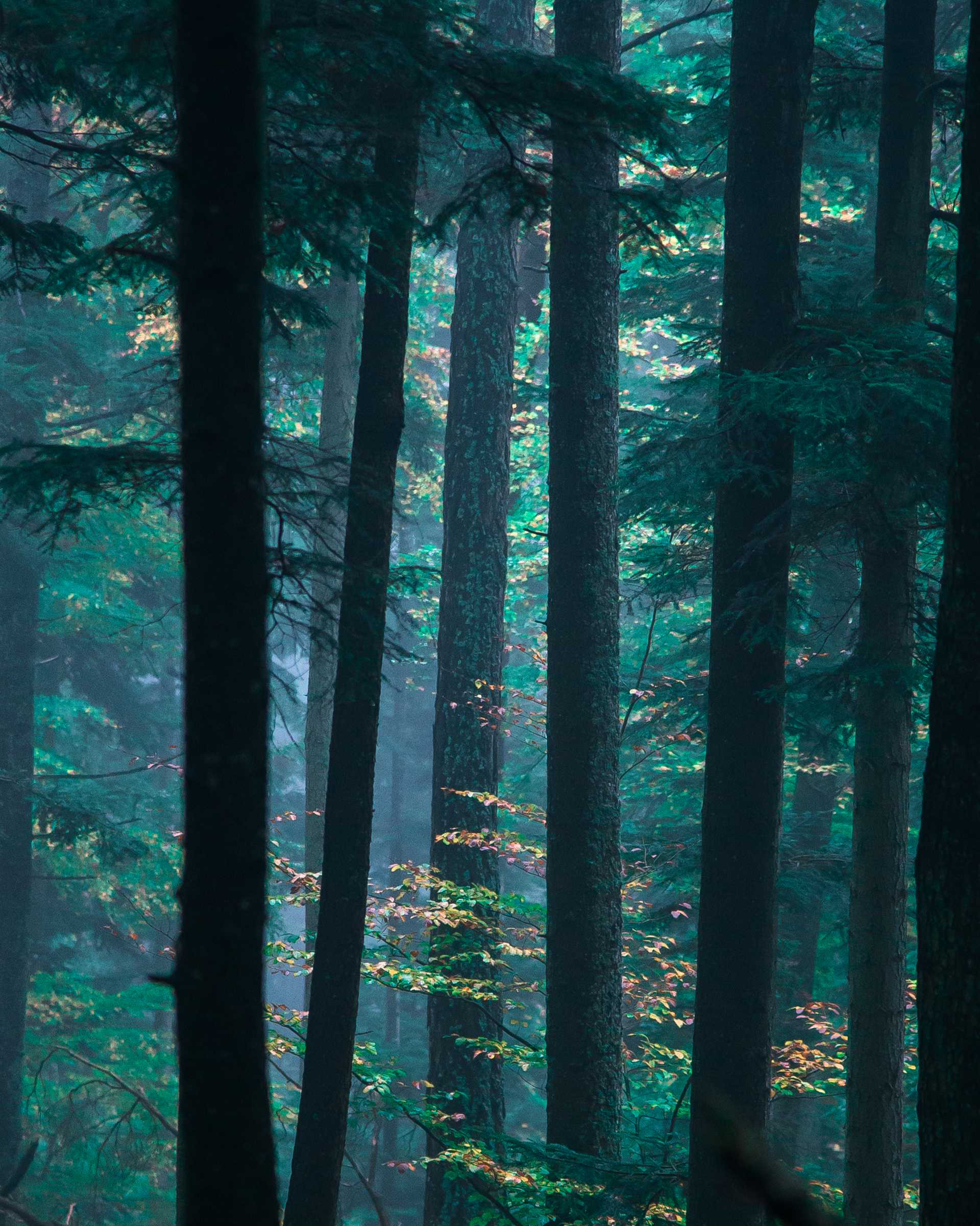 1920 services forêt