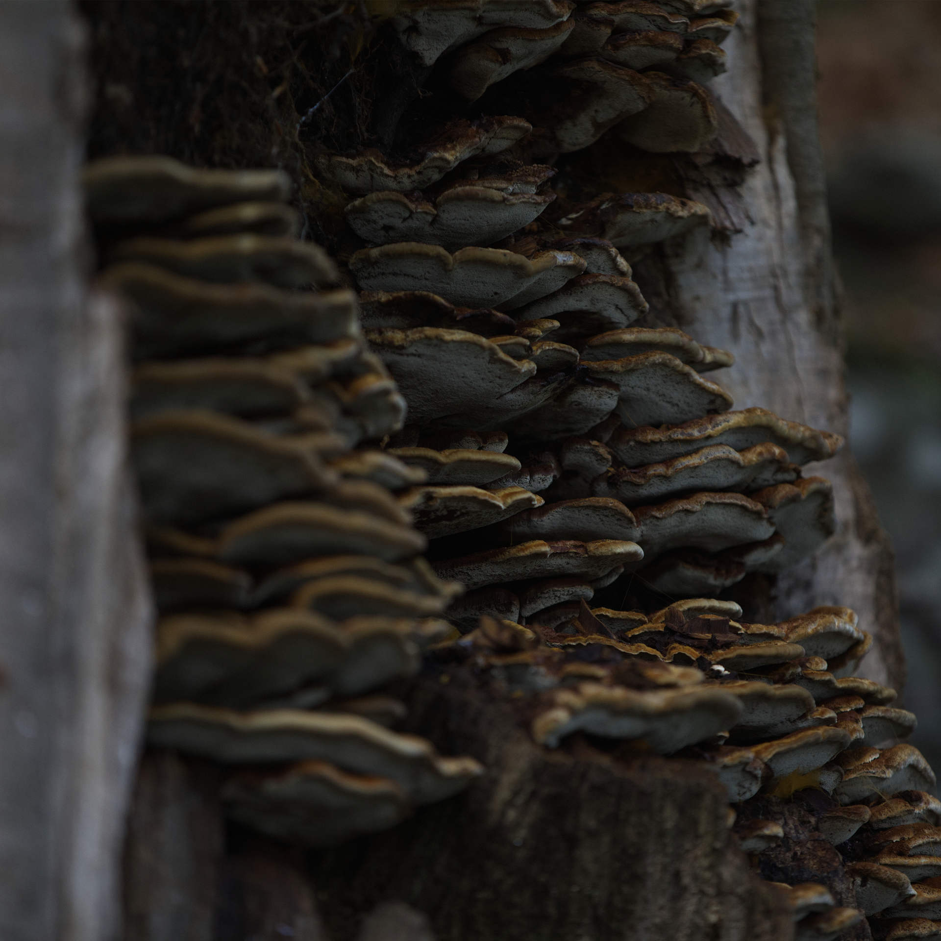 Contact menuiserie Au Bois Dormant Montmeyran Drôme
